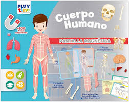 PANTALLA MAGNETICA CUERPO HUMANO